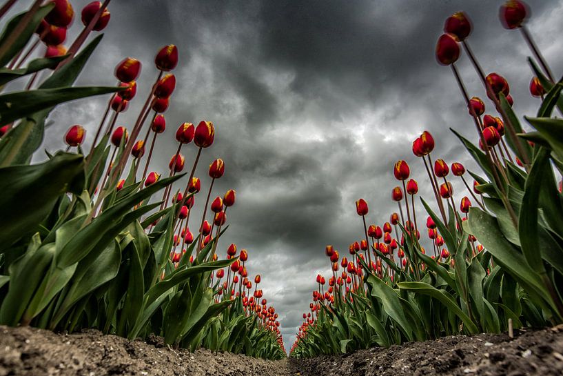 Tulpen im Sturm von Robinotof