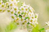 Muscle bush in bloom