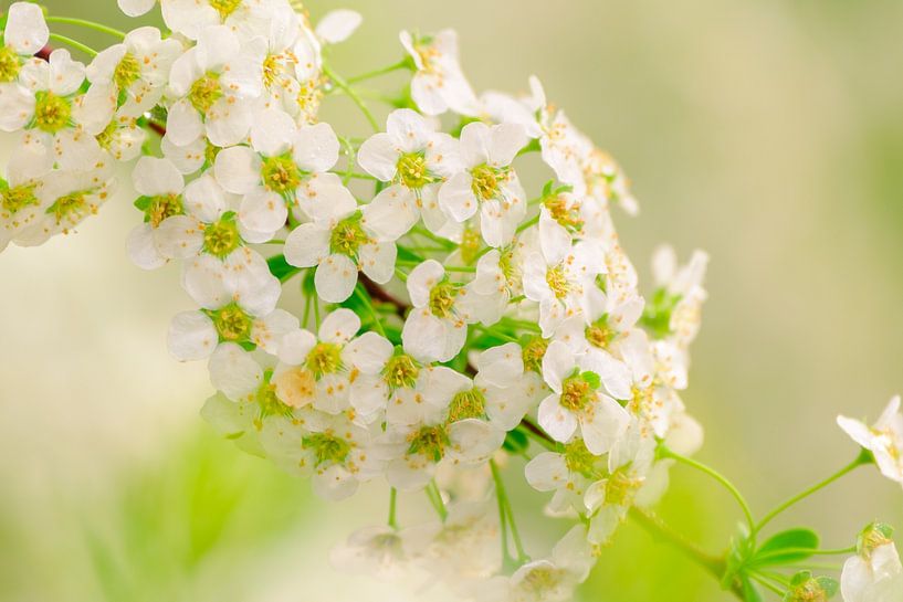 Muscle bush in bloom by Quirina Kamoen