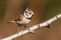 Haubenmeise am Stiel