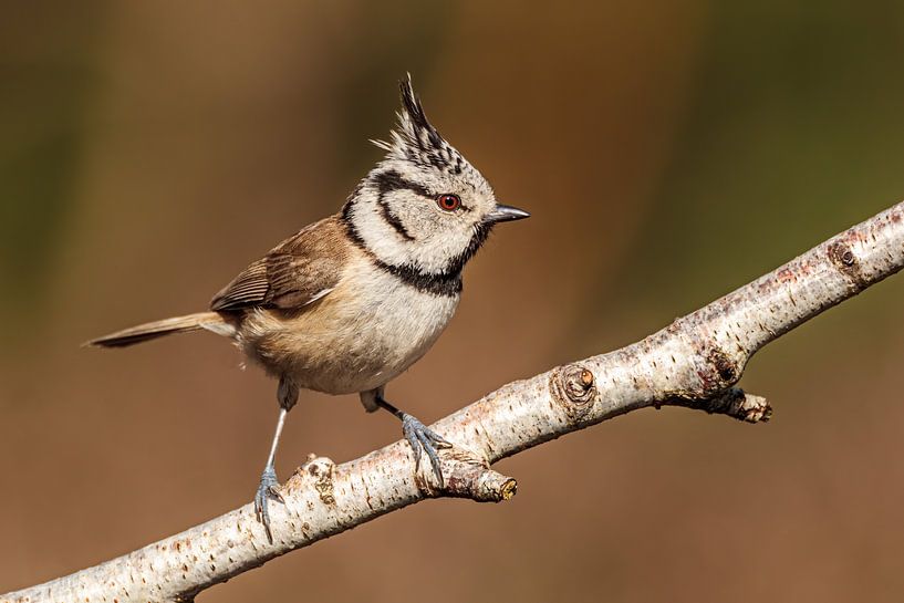 Haubenmeise am Stiel von Arnoud van der Aart