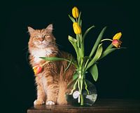 Ivar und seine Tulpen