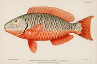Rare Poisson Tropical Reine Perroquet, Henry Baldwin