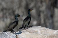 Two shags are walking across a rock