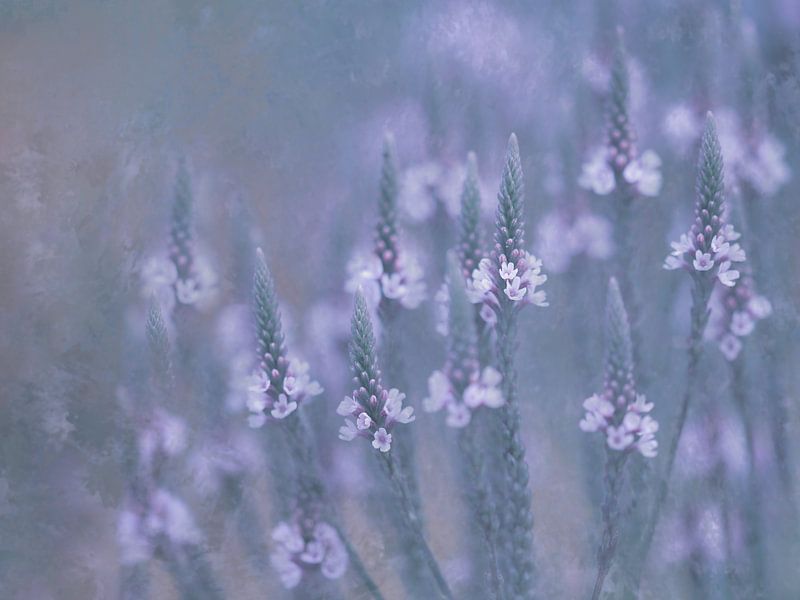 In Träumen von The Art Of Vili