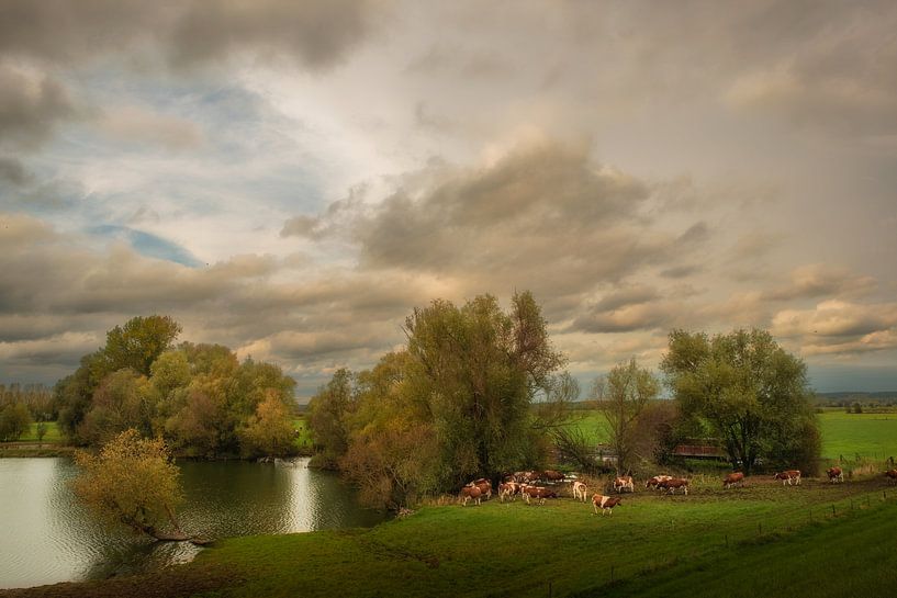 Vaches dans la plaine inondable par Moetwil en van Dijk - Fotografie