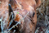 Rhinocéros en gros plan