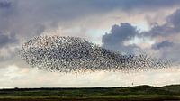 Starling-Wolke an der Mok-Bucht