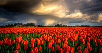Regen über roten Tulpen