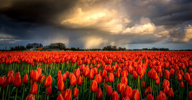 Regen über roten Tulpen von Erik Keuker
