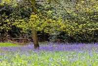 Blühende Waldhyazinthen