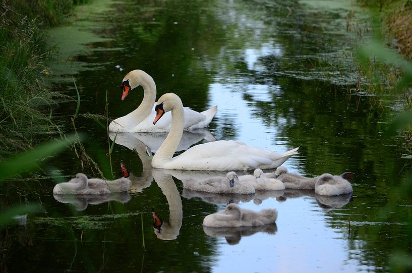 2 adult swans reflecting in the water, the 6 young swans sleeping together by Gerrit Pluister