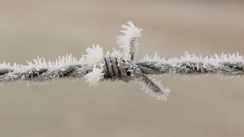 Puntdraad  met rijp , Hoarfrost on Barbed Wire von Art Wittingen