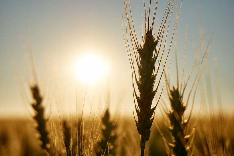 Kornblumen bei Sonnenuntergang von Harry Wedzinga