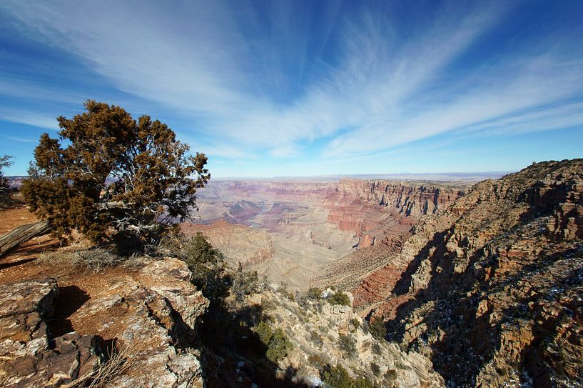 Arbre sur la rive sud du Grand Canyon, Arizona, États-Unis par Discover Dutch Nature