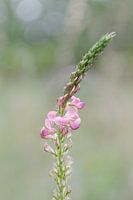 Portrait of a wild, pink orchid