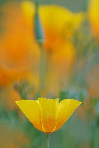 Rhapsody in orange, part one. by Pieter van Roijen