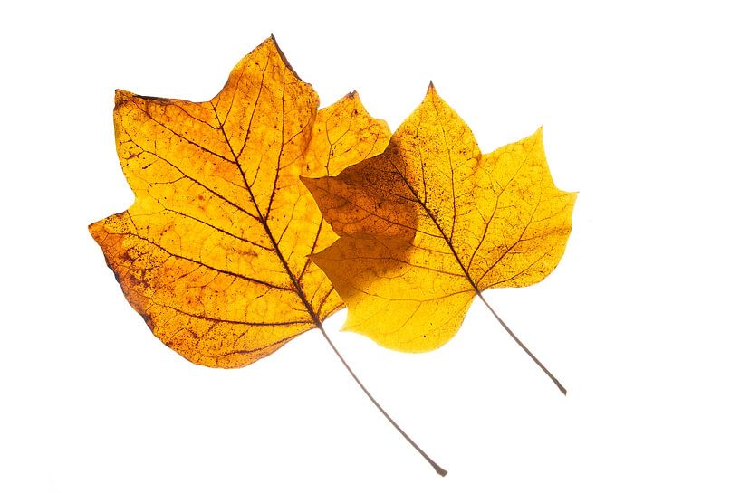 Tulip tree leaf duo by Anjo Kan