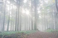 Seul dans les forêts vosgiennes brumeuses