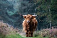 Highlander écossais parmi la bruyère pourpre