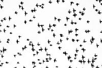 Les oiseaux forment un groupe