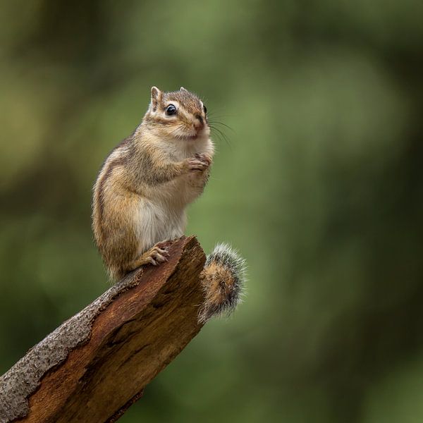 Sibirisches Erdhörnchen von Peter R