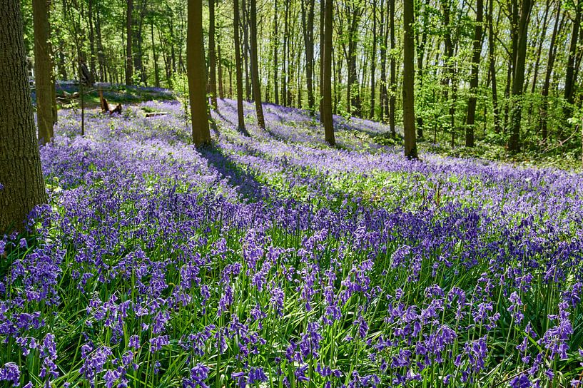 des clochettes bleues en fleurs dans les bois par Jürgen Ritterbach