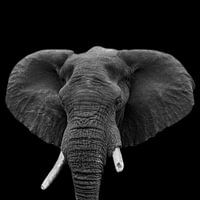 Portrait Eléphant en noir et blanc