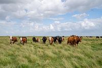 Cows at Boschplaat Terschelling
