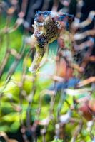 Farben des Meeres - Seepferdchen