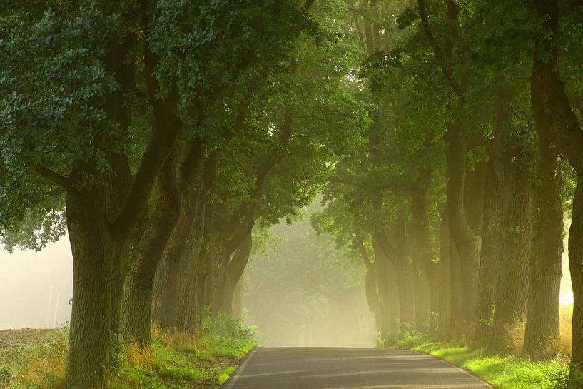 Deutsche Alleenstraße by Gerhard Albicker