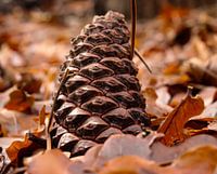 Pine cone