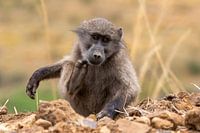 Young Baboon