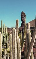 Jardin de cactus avec la lune