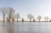 Pollard Willows bei Hochwasser