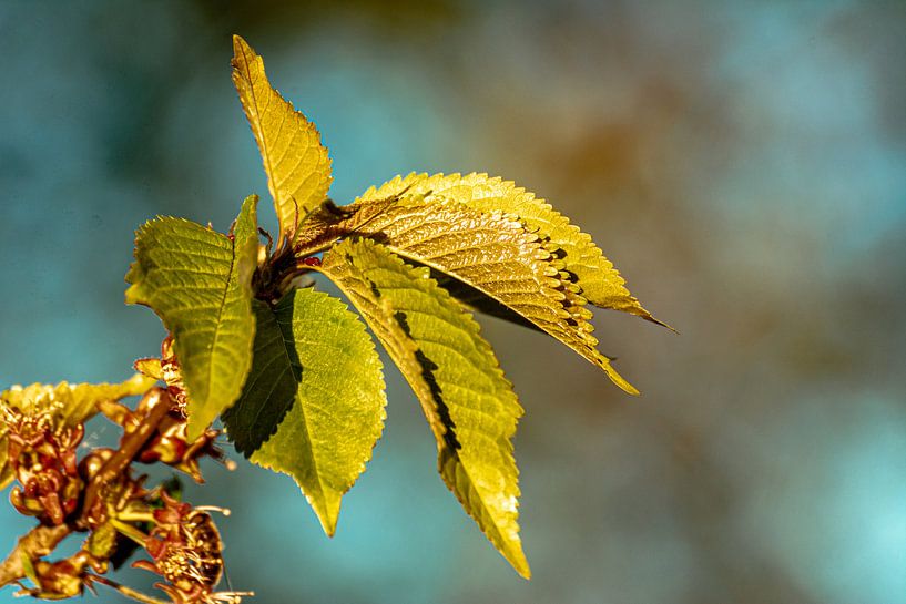Natur im Erzgebirge von Johnny Flash