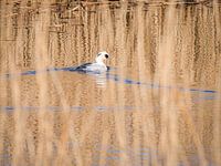 Smew swims in the winter sun
