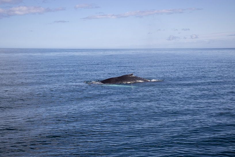 Humpback whale in the Greenland Sea off the coast of Húsavík, Iceland | Travel photography by Kelsey van den Bosch