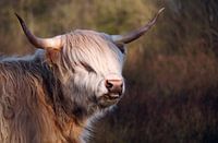 Photo - Cow in Drenthe