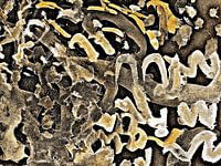 Celebration Abstract