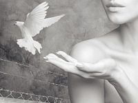 LES AILES DE LA PAIX (2017)