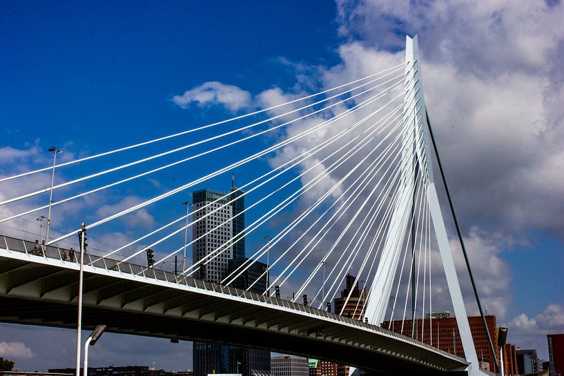 de zwaan Rotterdam von Robin Steen
