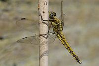 Dragonfly (Libelle)