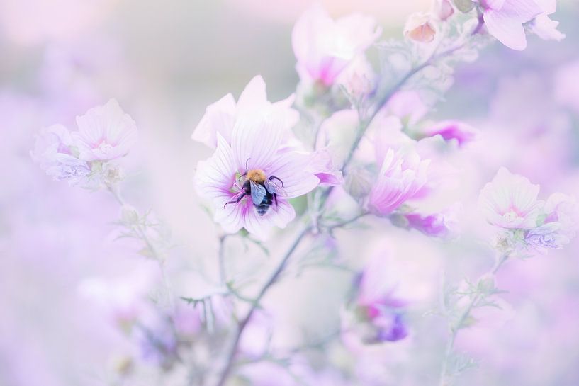 Quand ce miel cherche par mirka koot