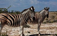 Im Takt der Savanne – Steppenzebras in Namibia