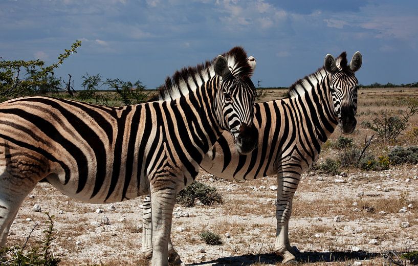 Im Takt der Savanne – Steppenzebras in Namibia von WeltReisender Magazin
