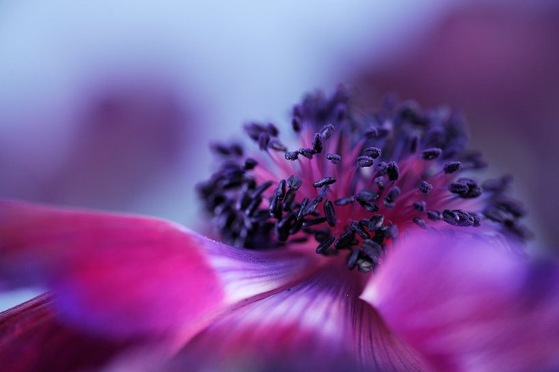 purple anemone by Gonnie van de Schans