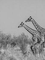 Giraffes