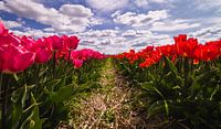 Red and rose tulips in full bloom