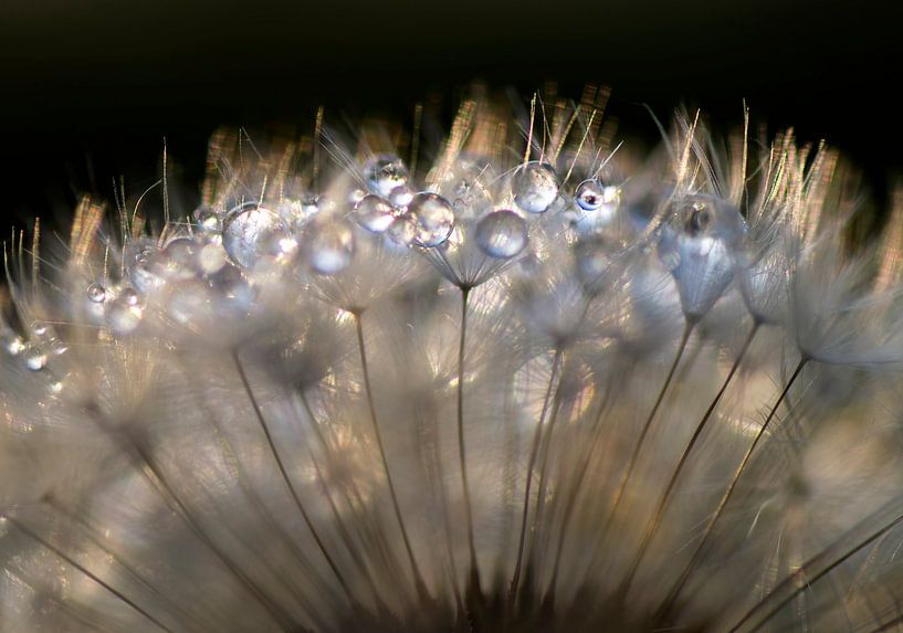 When the sun shines through by Birgitte Bergman